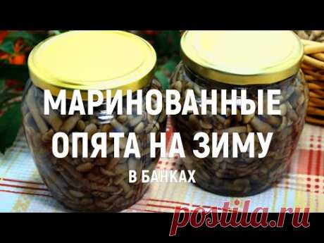 Маринованные опята – Рецепты маринованных опят. Заготовки на зиму