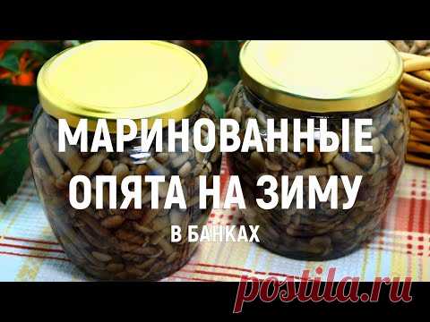 Маринованные опята – Рецепты маринованных опят. Заготовки на зиму