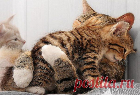 getImage (604×411)
