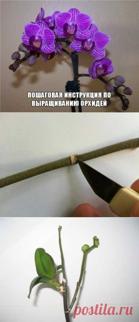 Пошаговая инструкция по выращиванию орхидей