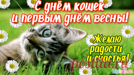 С Днем кошек поздравляю,
Желаю дней хороших.
Живите всегда в мире,
И радуйтесь друг другу,
Занятных вместе будней,
Прекрасных лишь досугов!