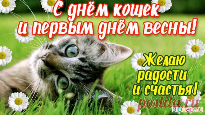 С Днем кошек поздравляю,
Желаю дней хороших.
Живите всегда в мире,
И радуйтесь друг другу,
Занятных вместе будней,
Прекрасных лишь досугов!