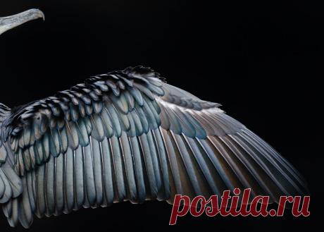 Победители «птичьего» конкурса Bird Photographer of the Year 2017 | ФОТО НОВОСТИ