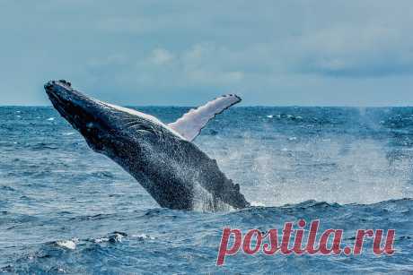 Breaching Humpback - Dunsborough, WA There's nothing quite as magnificent as one of these beautiful creatures breaching to say "Hi"....