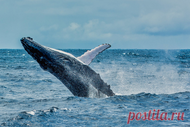 Breaching Humpback - Dunsborough, WA There's nothing quite as magnificent as one of these beautiful creatures breaching to say 