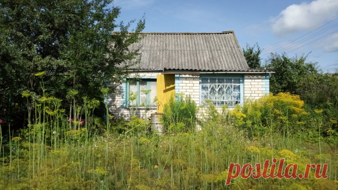 Дача в августе :: BoxerMak Mak – Социальная сеть ФотоКто Фотография №6275905 в рубрике «Мобильное фото». Автор: BoxerMak Mak