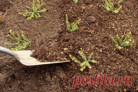 Мульчирование почвы — Ⴚα∂ ℨα୮০τ০Ᏸҡα