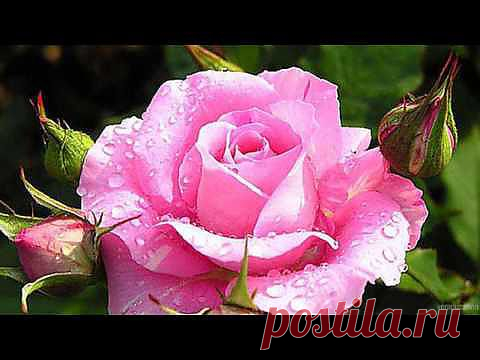 (+1) тема - После дождя | ВИДЕОСМАК