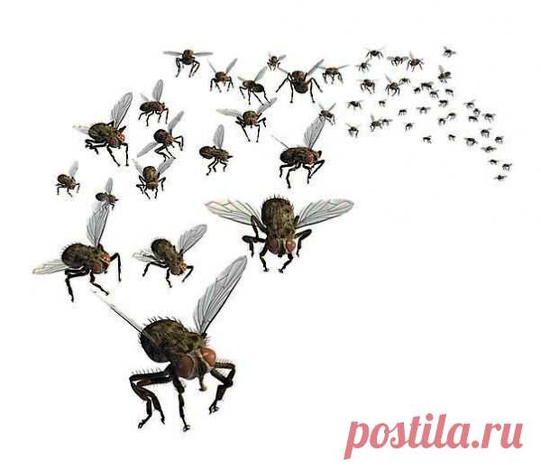 Как избавиться от мошек | Хитрости Жизни