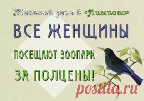 &quot;Лимпопо&quot; приглашает всех женщин 8 марта посетить зоопарк за полцены | Новости Нижнего Новгорода | ГИПОРТ