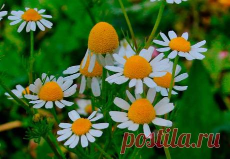 Лекарственное растение Ромашка аптечная (Matricaria chamomilla). Однолетнее растение высотой 15-50 см с сильным запахом ромашки. Стебель голый, вертикальный, ветвистый, Листья дважды- или триждыперистые, с узколинейными острыми сегментами. Корзинки на длинных цветоносах, с золотисто-желтыми трубчатыми и белыми язычковыми цветками, которые после отцветания быстро опадают. Самым верным признаком видовой принадлежности является конусообразное и полое ложе соцветия.