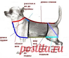 Одежда для домашних питомцев | Записи в рубрике Одежда для домашних питомцев | Дневник Беста_Агни
