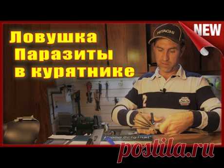 Куриный клещ. Как избавиться от куриных блох, вшей, пероедов и клещей  в курятнике.