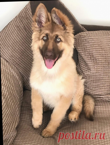 Метис хаски и немецкой овчарки - 62 фото - картинки: смотреть онлайн