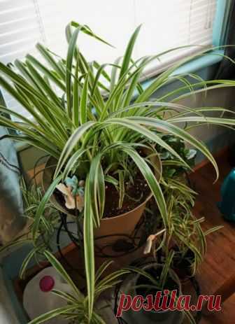 Trimming Spider Plant Leaves: How To Prune A Spider Plant