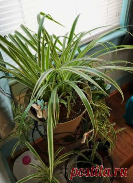 Trimming Spider Plant Leaves: How To Prune A Spider Plant
