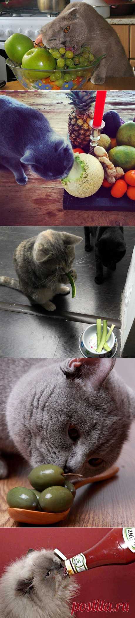 Котэ - гурманы / Приколы