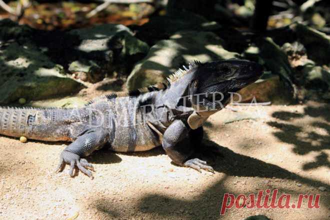 mexico31.jpg (871×581)