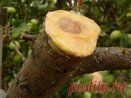 Меры борьбы с камедетечением. Лечение гоммоза - Good-Tips.Pro - Полезный журнал