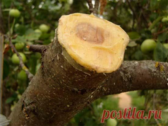 Меры борьбы с камедетечением. Лечение гоммоза - Good-Tips.Pro - Полезный журнал