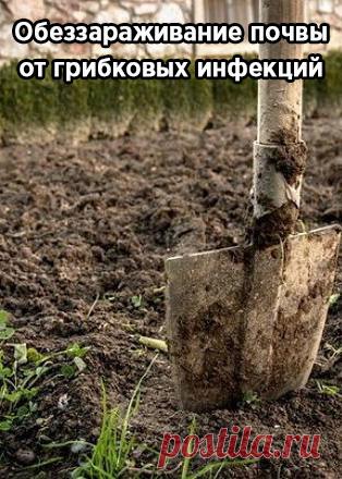 Обеззараживание почвы от грибковых инфекций