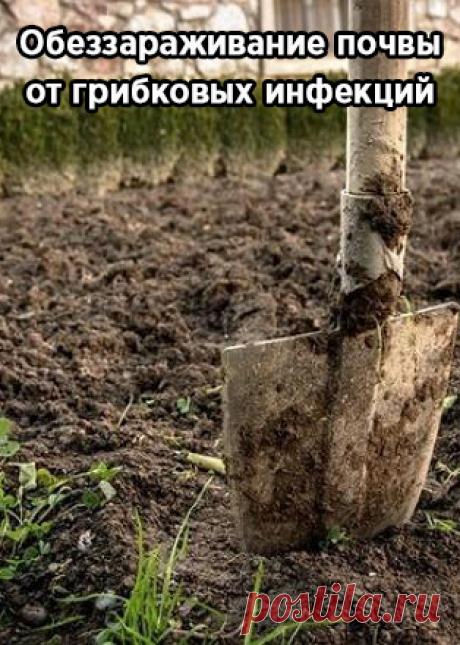 Обеззараживание почвы от грибковых инфекций
