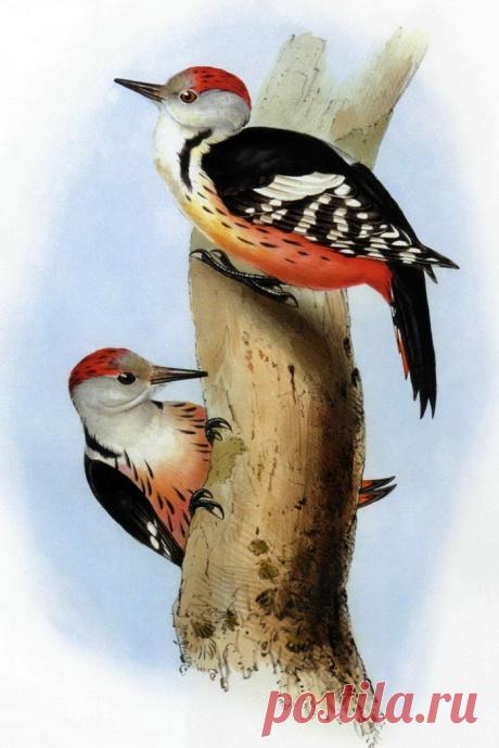 Дятел средний пёстрый