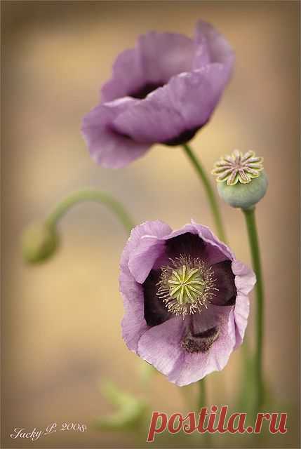 Poppy Pastels | Flickr - Photo Sharing!