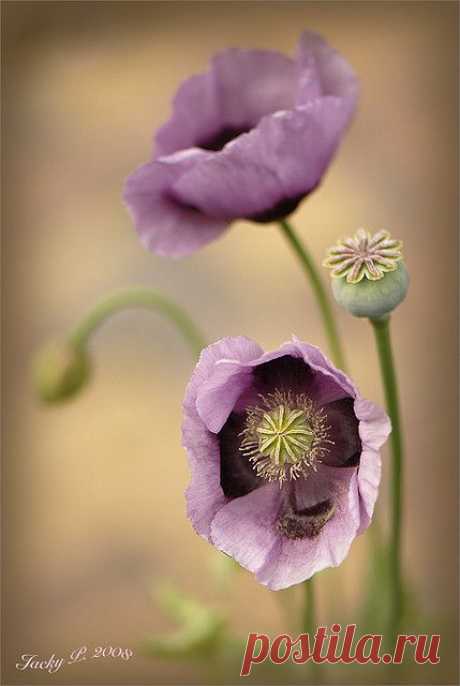 Poppy Pastels | Flickr - Photo Sharing!