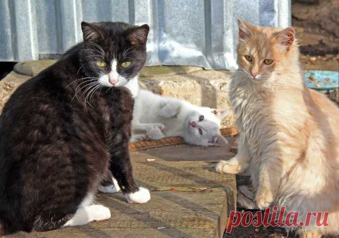 9 ноября 2013 г. М. Вязёмы - Захарово