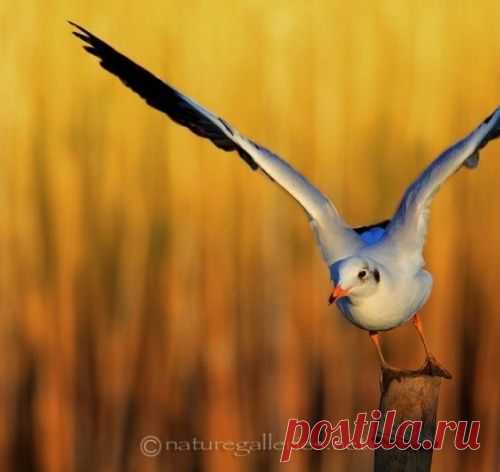 Удивительные снимки дикой природы Sompob Sasi-Smit