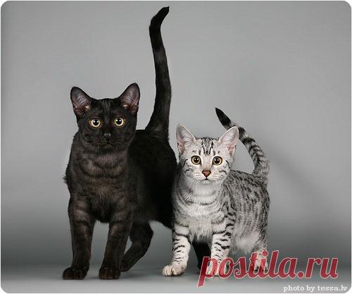 Эти необычные коты…