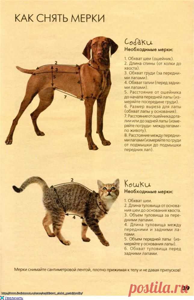 Одежда для кошек и собак. СВ газеты "Вязаный креатив" №1 2011г.