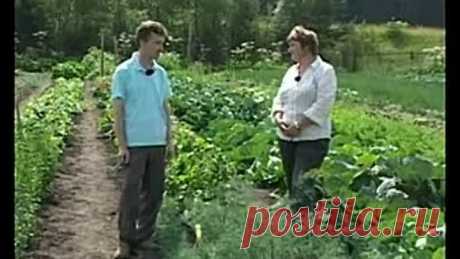 Высадка семян видео
