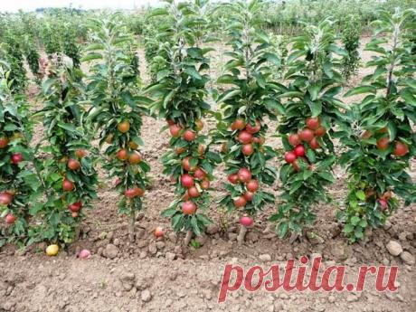 Колоновидная яблоня: тонкости выращивания