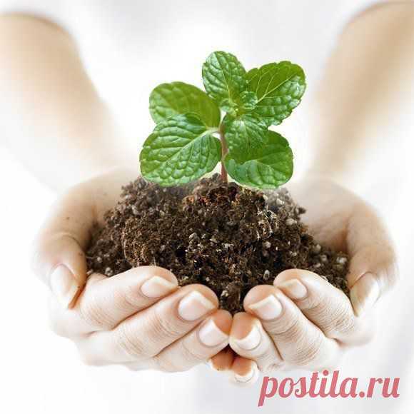 Топ-10 Средства для защиты растений.