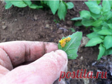 Эффективная борьба с вредителями на грядках


-Избавляемся от луковой и морковной мухи;
-Картофельных жуков больше не будет;
-Борьба с тлей;
-Борьба с медведкой (капустянка);
-Борьба с кротами

Избавляемся от луковой и морковной мухи

Самый простой, но эффективный способ – это обработка грядок слабым раствором аммиака. Можно использовать нашатырный спирт – 2 ст.л. на 5 литров воды. Не лишним будет добавить на 5 литров раствора 2 капли йода и 1/3 чайной ложки сухой борной к...