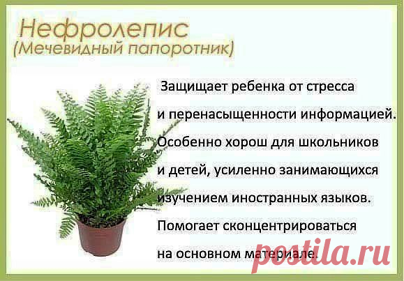 Цветы для детской комнаты.