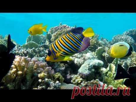 Подводный мир Макади, Красное море, Египет - YouTube