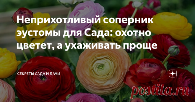 Неприхотливый соперник эустомы для Сада: охотно цветет, а ухаживать проще Приятная новость: это - многолетник!