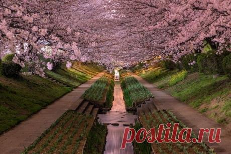 Природа Японии от фотографа Agustin Rafael Reyes - Путешествуем вместе