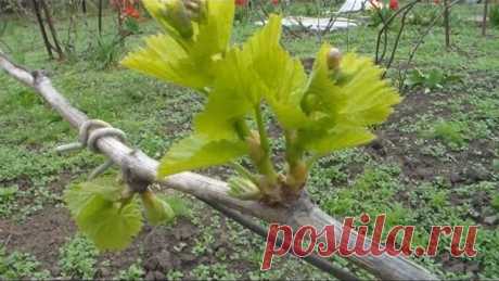 Виноградник Апрель