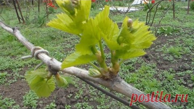 Виноградник Апрель