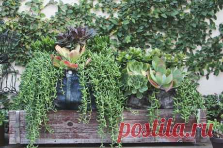 Succulent Cafe Oceanside: A Living Masterpiece — Needles + Leaves