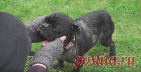 Из фургона выпал растерянный мопс… Его выбросили хозяева – “за непригодность”