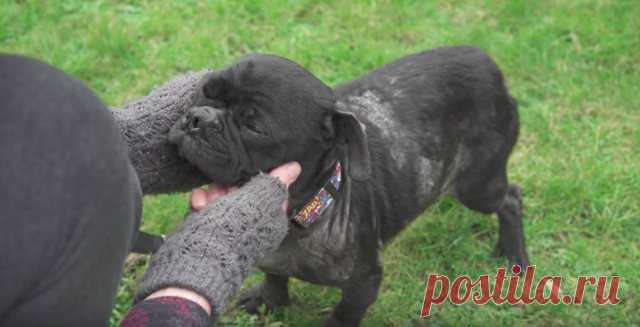 Из фургона выпал растерянный мопс… Его выбросили хозяева – “за непригодность”