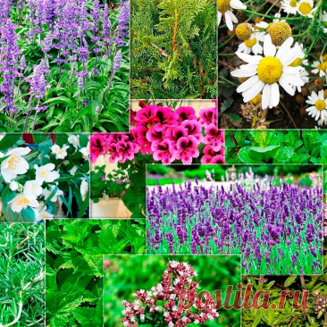 Лекарственные растения из сада. Некоторые овощные и пряно-вкусовые растения обладают целебными свойствами и потому издавна применяются и в медицине.
 
Белокочанная капуста (Brassica oleracea) содержит щелочи и противоязвенный фактор витамин U (Ulkus - язва). Свежий сок капусты помогает при высокой кислотности желудка, а также при язвах желудка и двенадцатиперстной кишки.