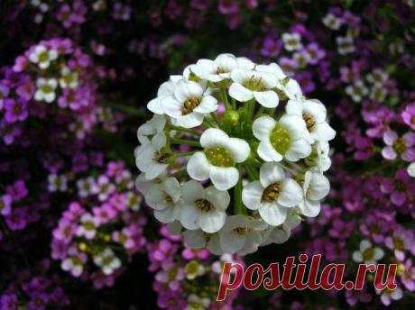 Алиссум - душистый цветок для сада | Дачный участок