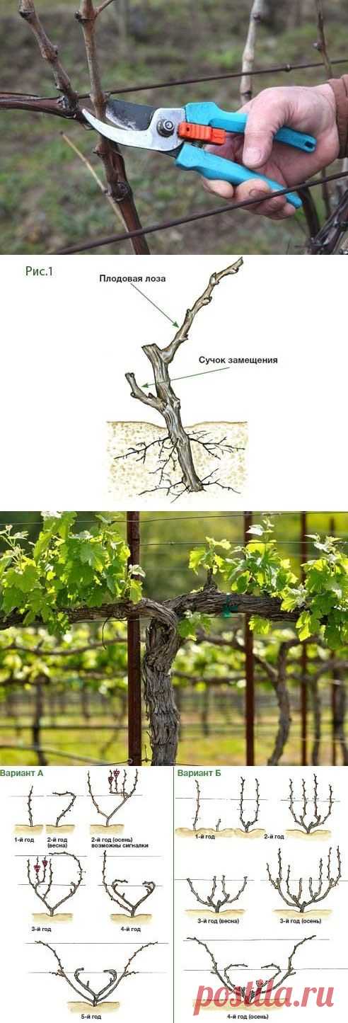 Обрезка винограда для начинающих | Мамам, женщинам, бабушкам и очень любознательным.