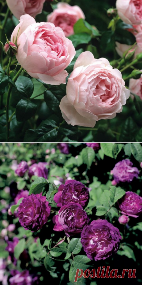 Лучшие сорта парковых роз: фото, названия, описания, советы по уходу | Розы (Огород.ru)